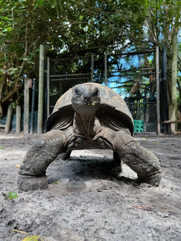 Tortugas de Aldabra en el Palm Beach Zoo