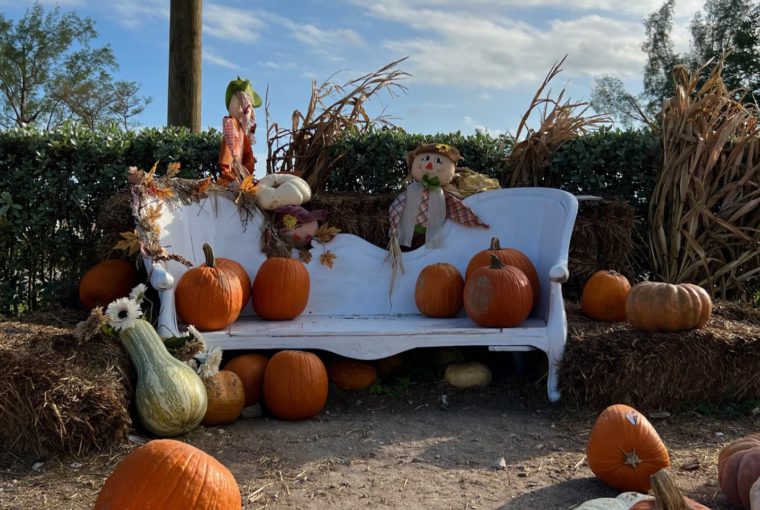 pumpkin patches 04 copy